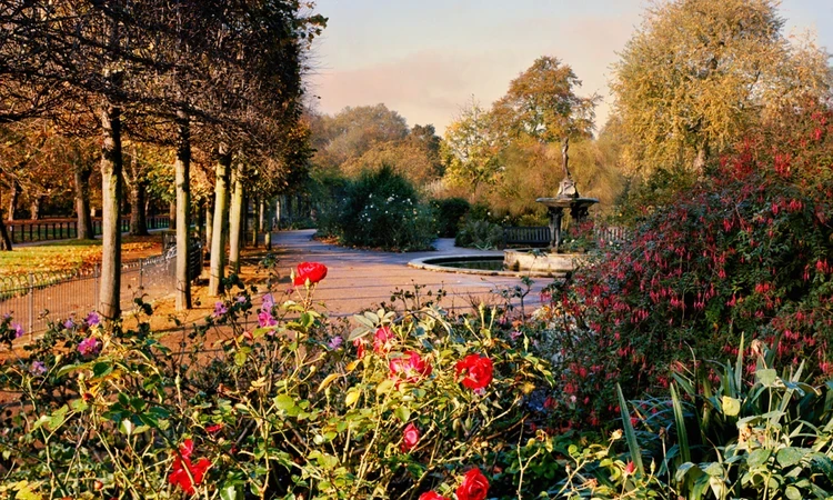 Autumn flowers in Hyde Park