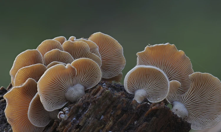 image of Bitter Oysterling fungus on log in the Royal Parks 