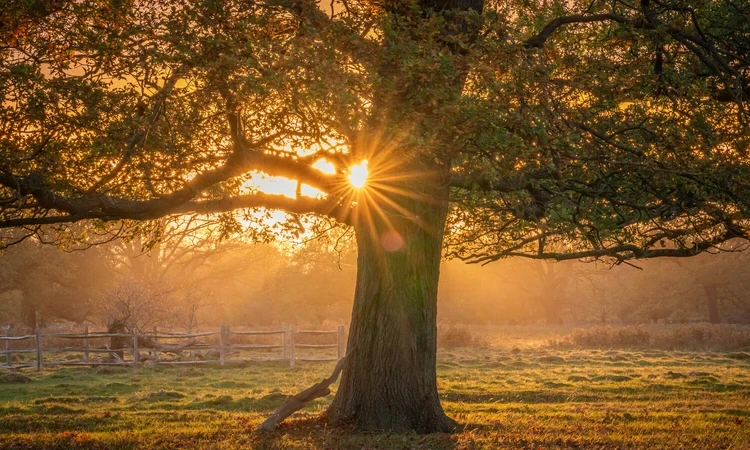 Autumn in Bushy Park
