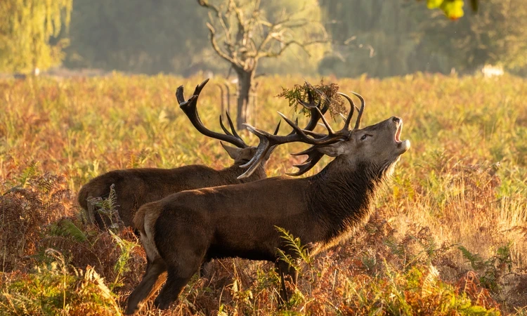 Bellowing stag in autumnal Bushy Park