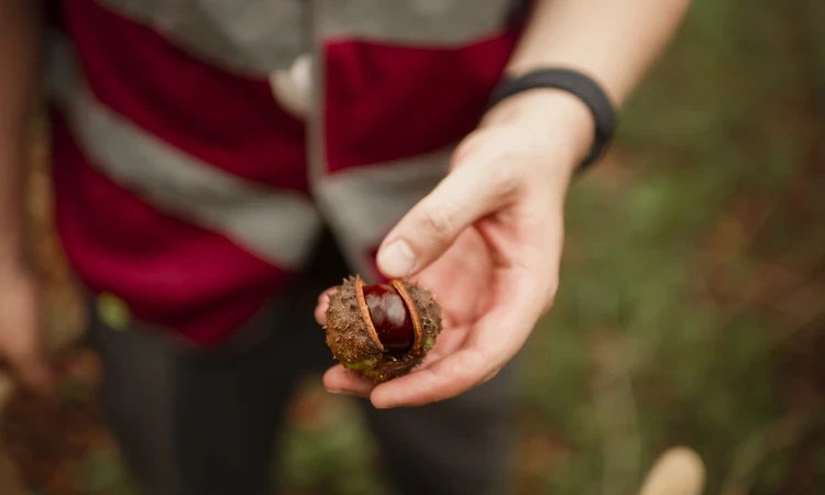 Chestnut being held by park volunteer