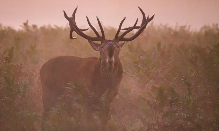Deer bellowing in Bushy Park in the fog