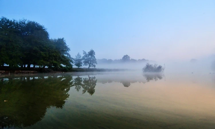 Early morning fog in Richmond Park