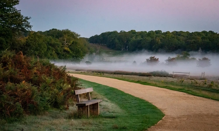 Foggy Richmond Park