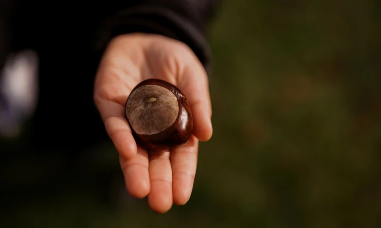 Holding a chestnut