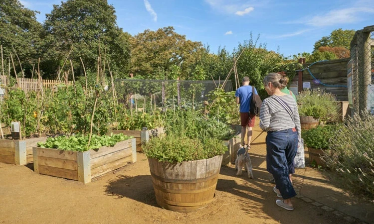 Kensington Gardens' allotment