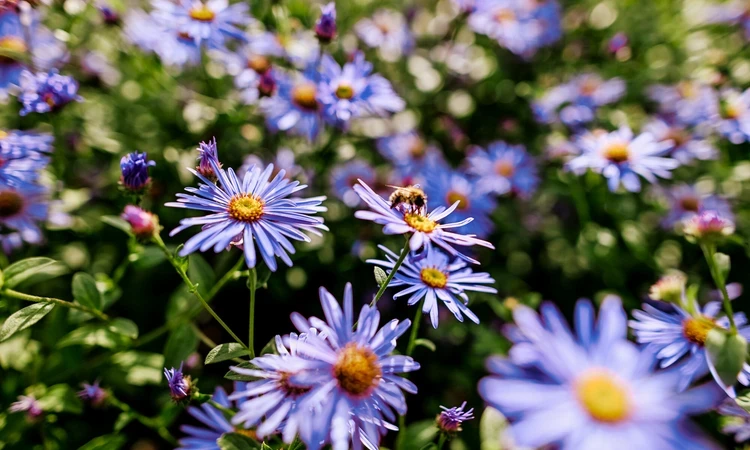 Michaelmas daisies and bee in Greenwich Park
