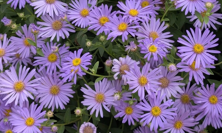 Michaelmas daisies in Greenwich Park Rose Garden