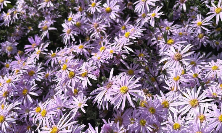 Michaelmas daisies in Hyde Park