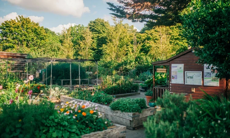 The Regent's Park allotment garden