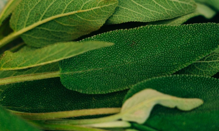Close-up of sage leaves