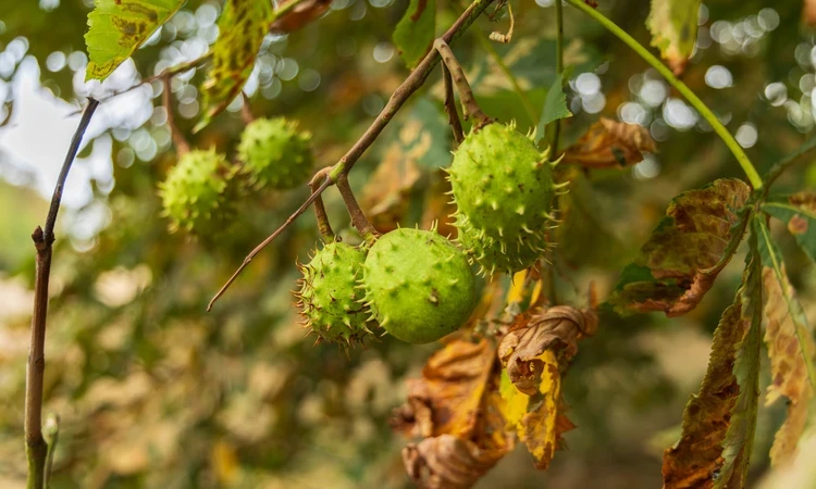 Spiky seed pod of horse chestnut tree