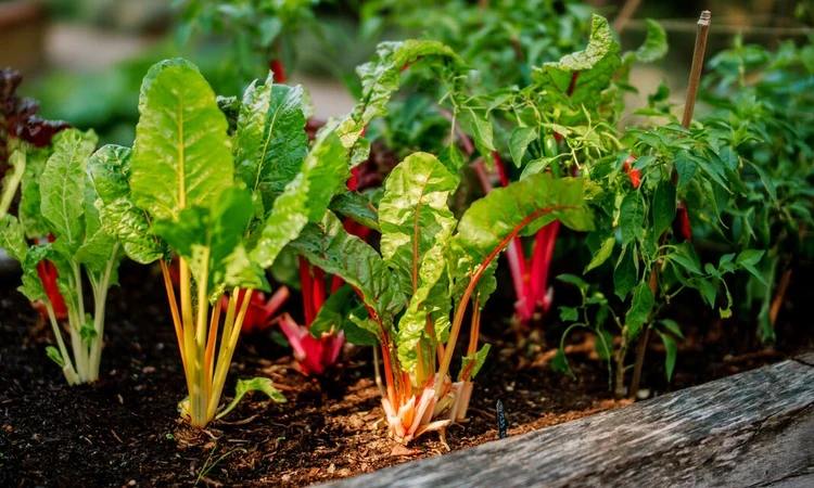 Swiss chard