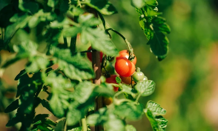 Bright red tomatoes