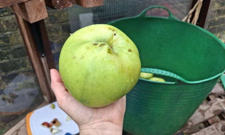 Large apple from the Queen's Orchard