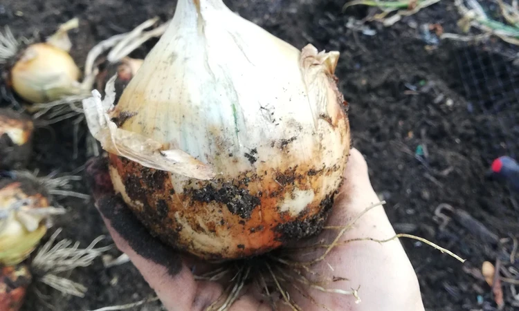 Freshly cultivated onion