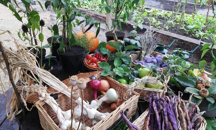 Fruit and vegetables fresh from the garden