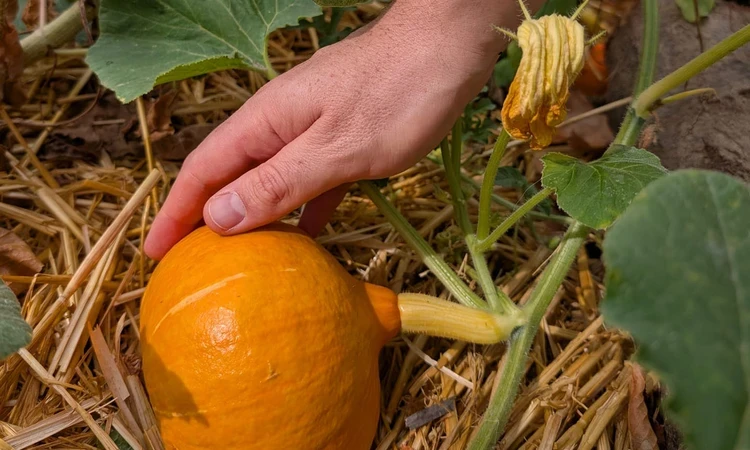 Freshly grown squash