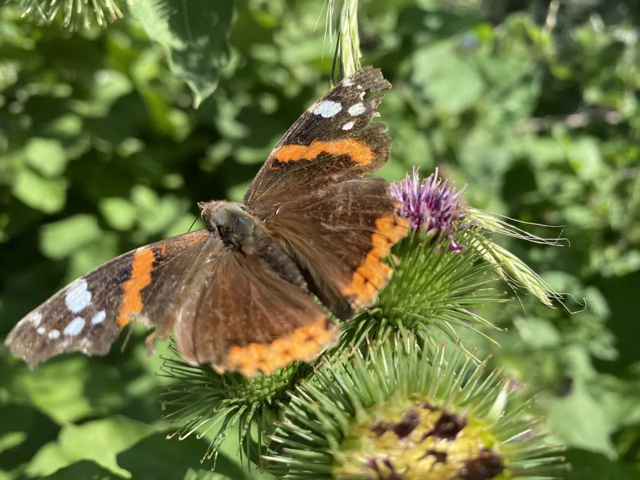 Red Admiral butterfly on a thistle