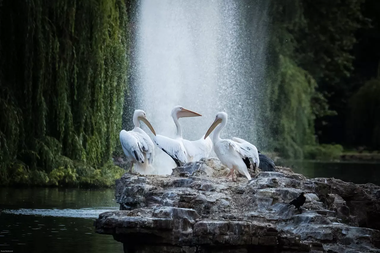 St. James's Park pelicans