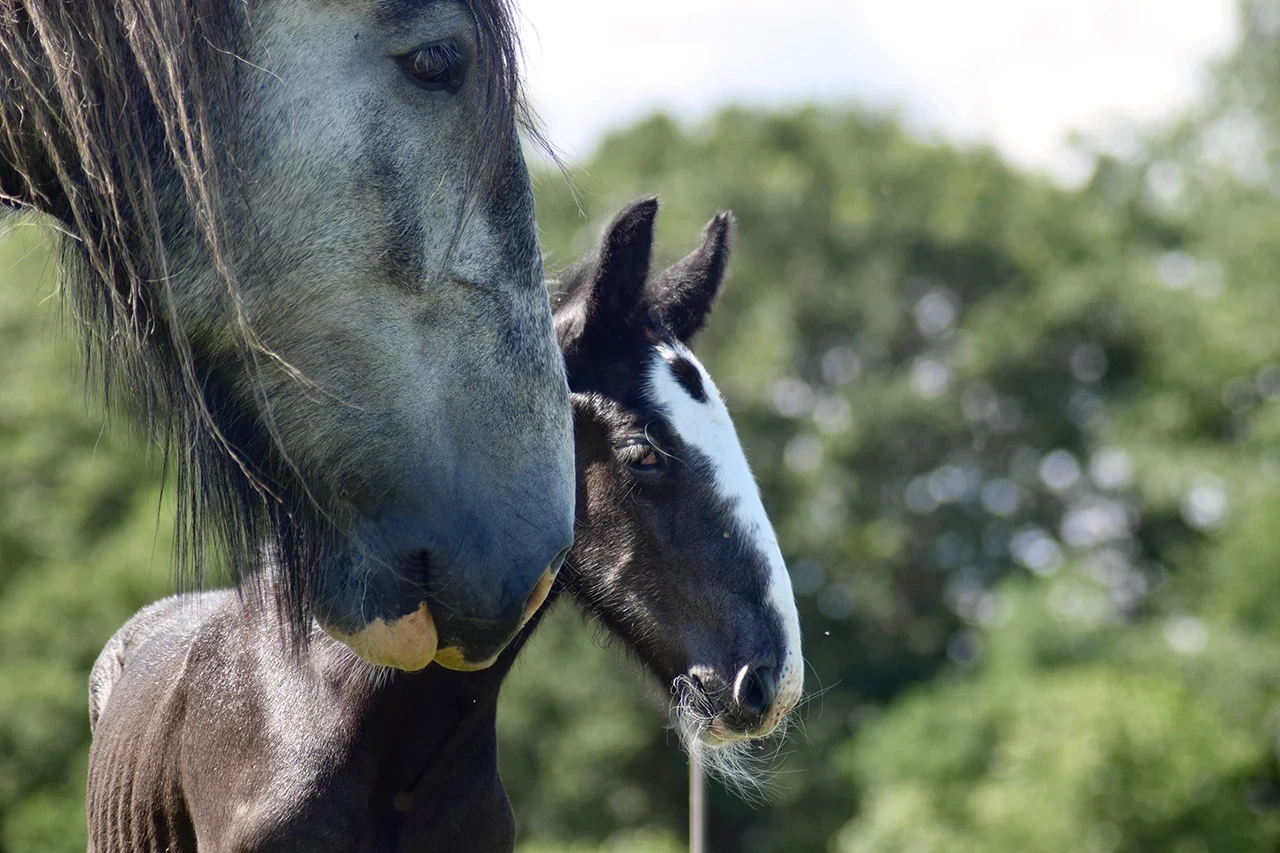 Bess (nearside) and George (farside)