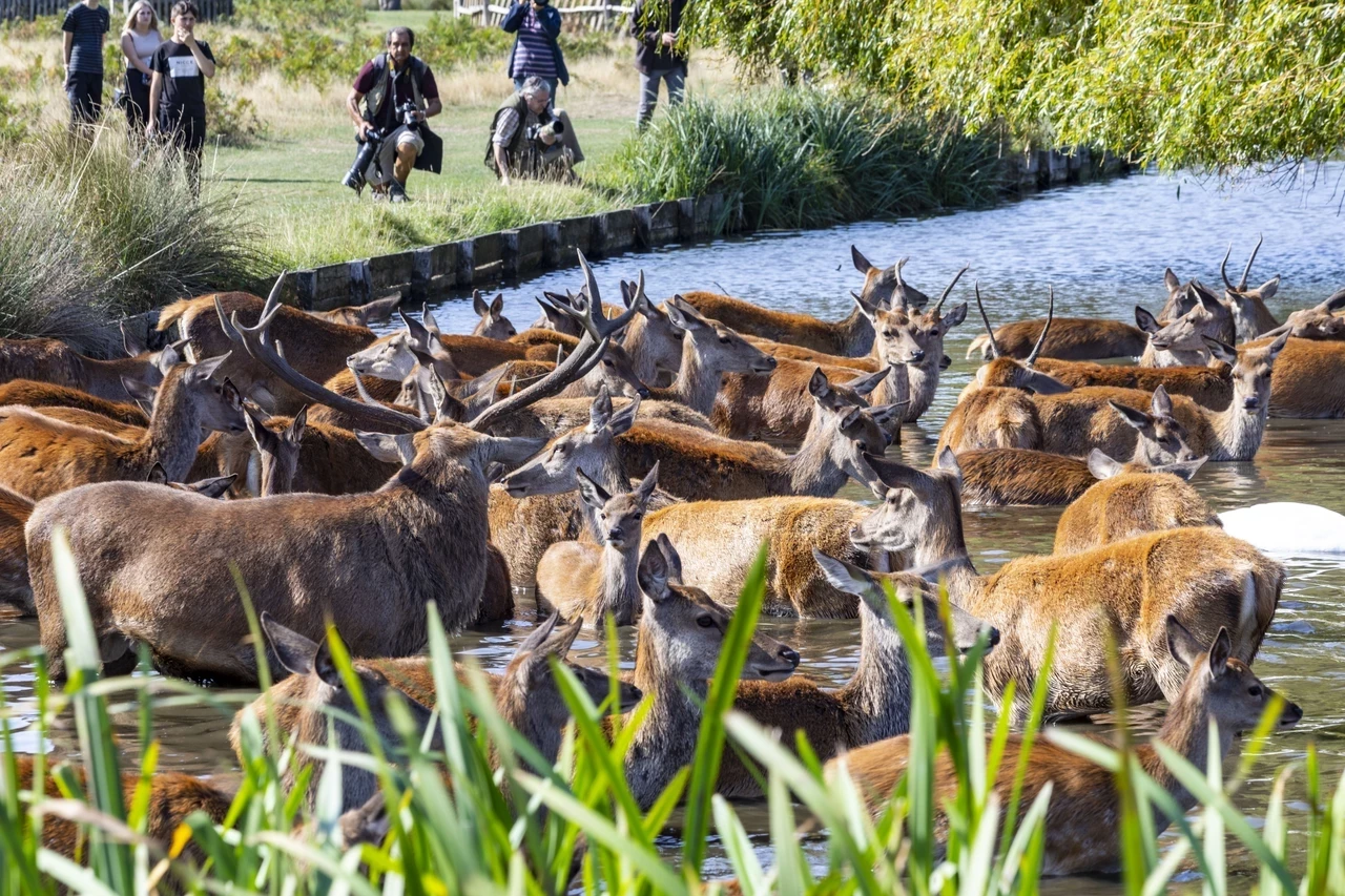 Rutting deer in Bushy Park | Image credit: Cathey Cooper