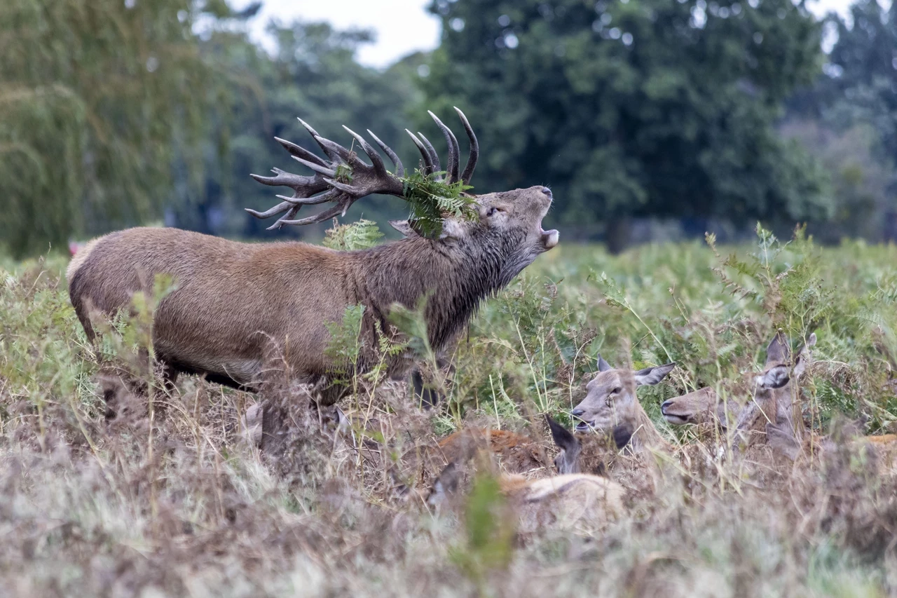 Deer roaring | Image credit: Cathey Cooper