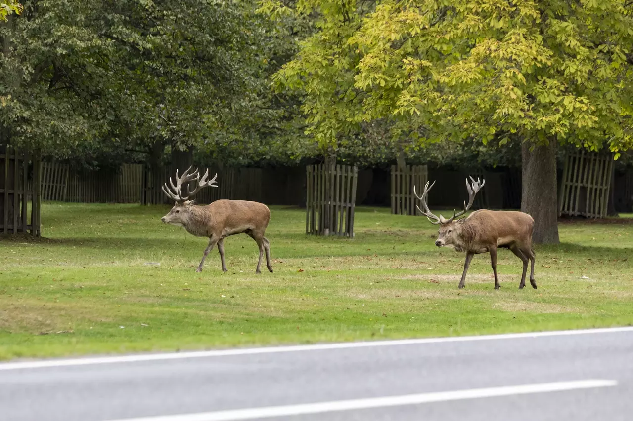 Deer parallel walking | Image credit: Cathey Cooper