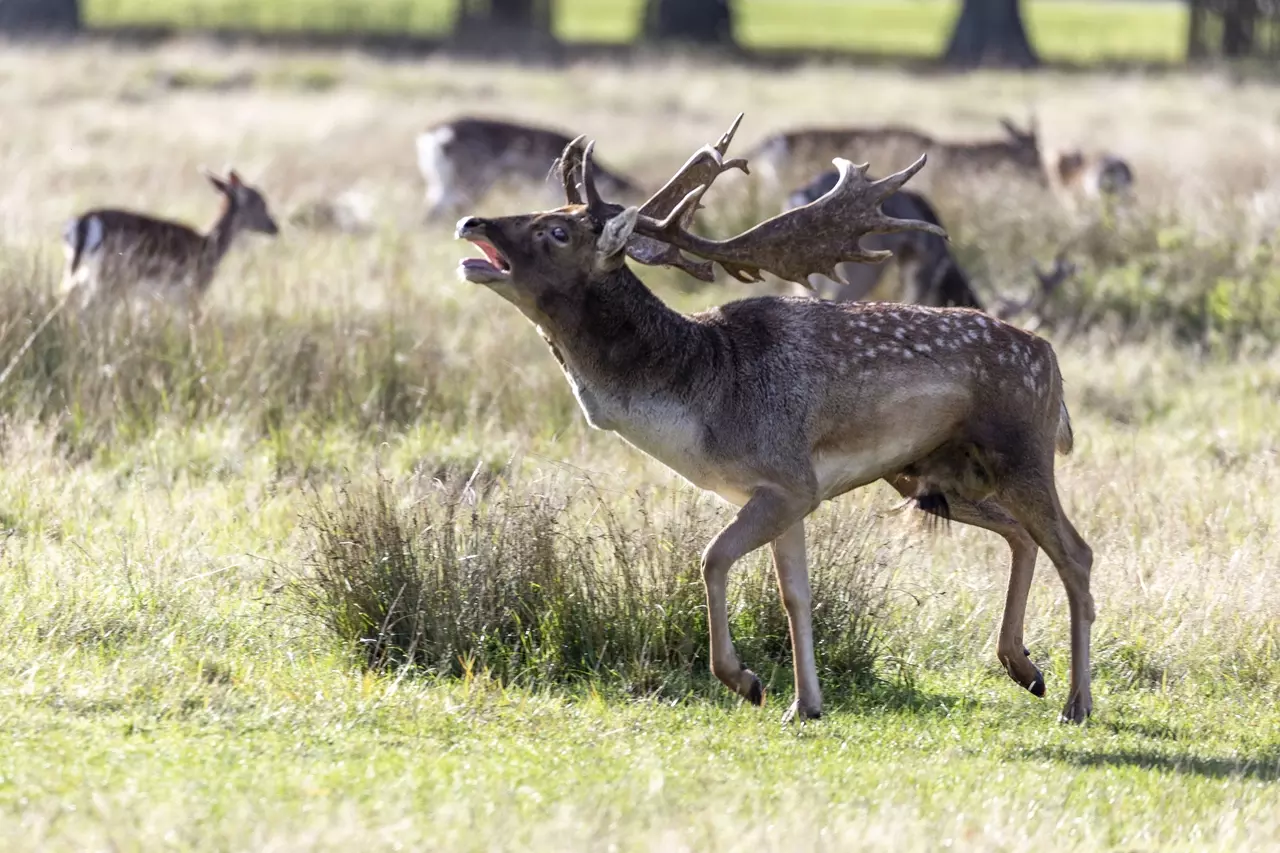 Fallow deer during the rut | Image credit: Cathey Cooper