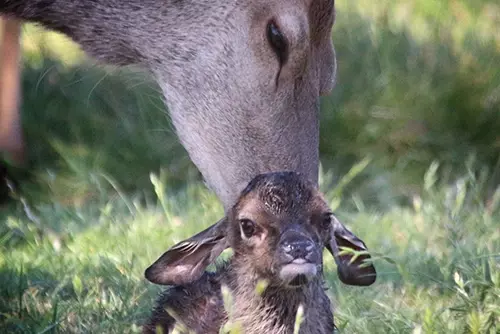 Mother deer licking her fawn