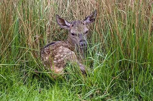 Fawn in long grass
