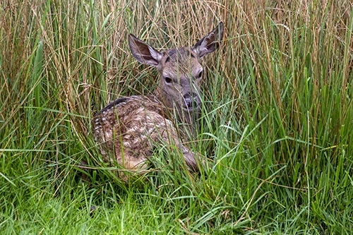 Fawn in long grass