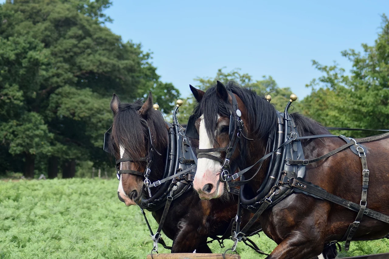 Murdoch (nearside) and Joey (farside)