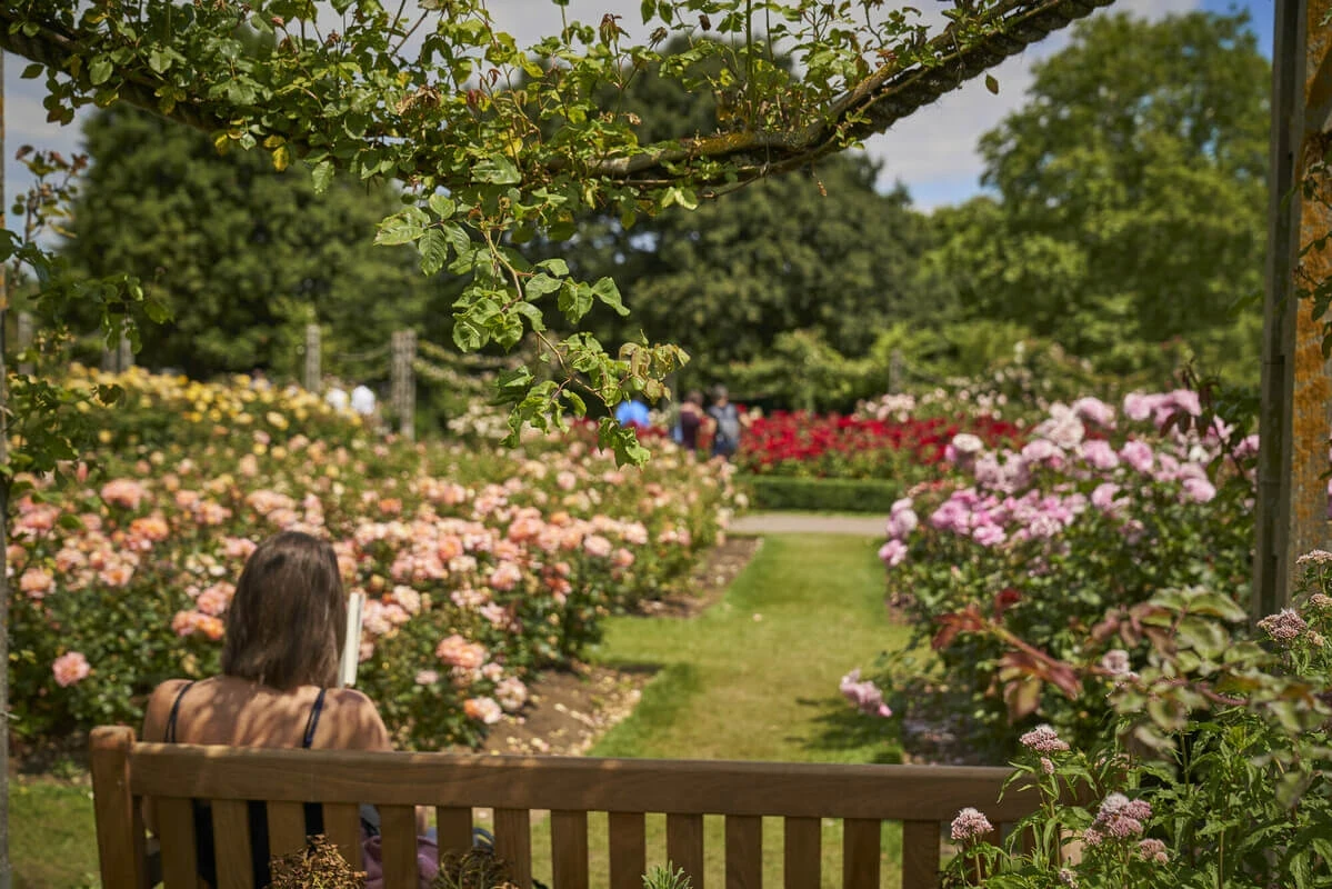 Roses and a person in Queen Mary's Gardens in summer
