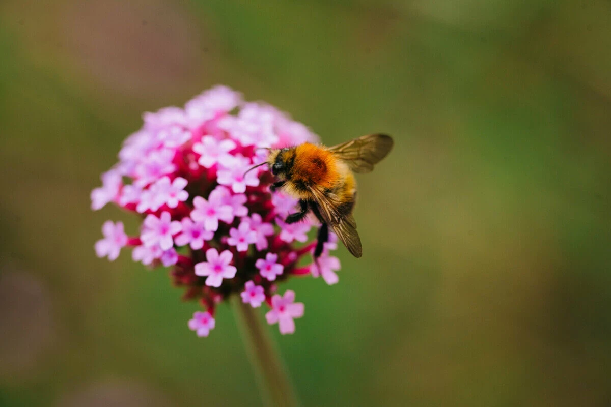 A bee on a flower
