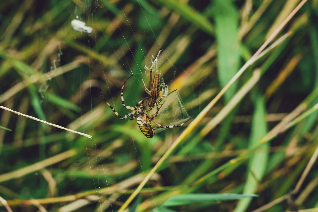 Spider in its web in The Regent's Park & Primrose Hill