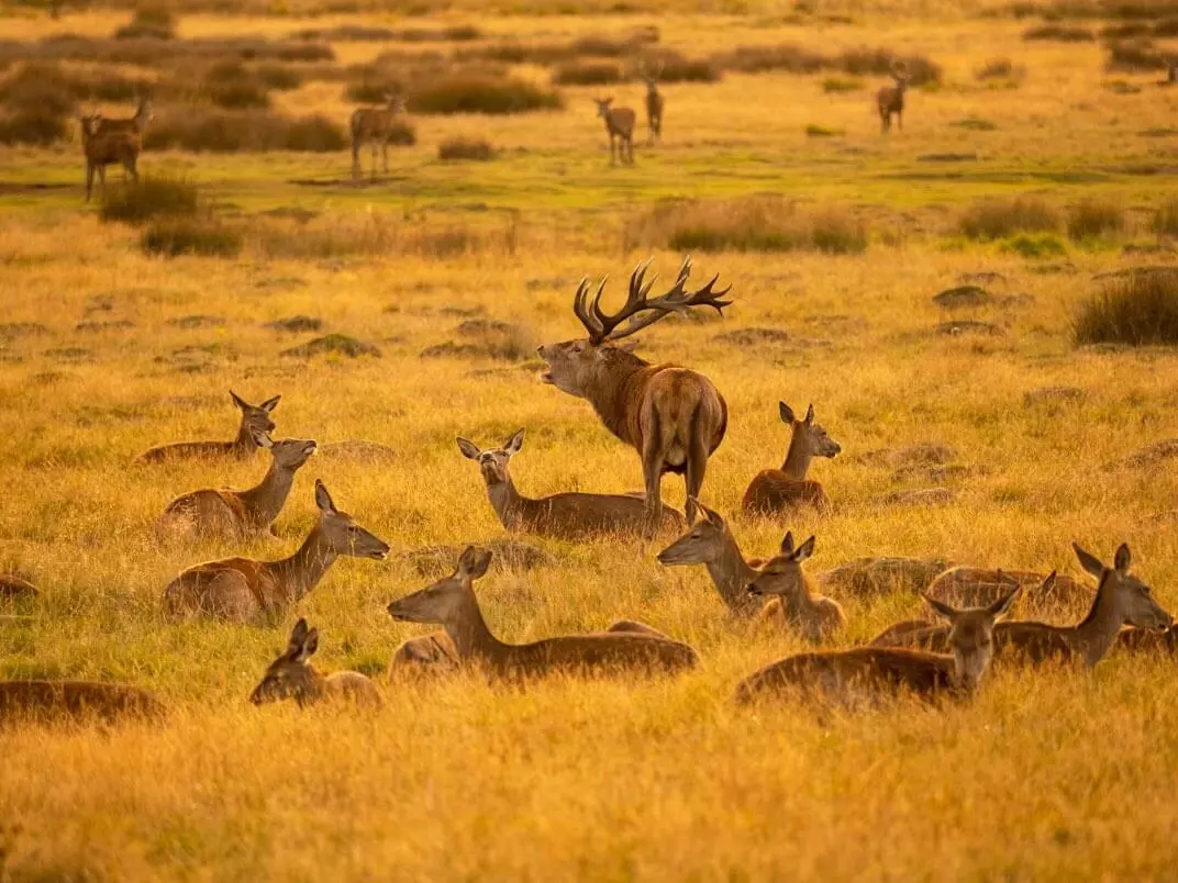 Stag and his hinds | Image credit: Jules Cox