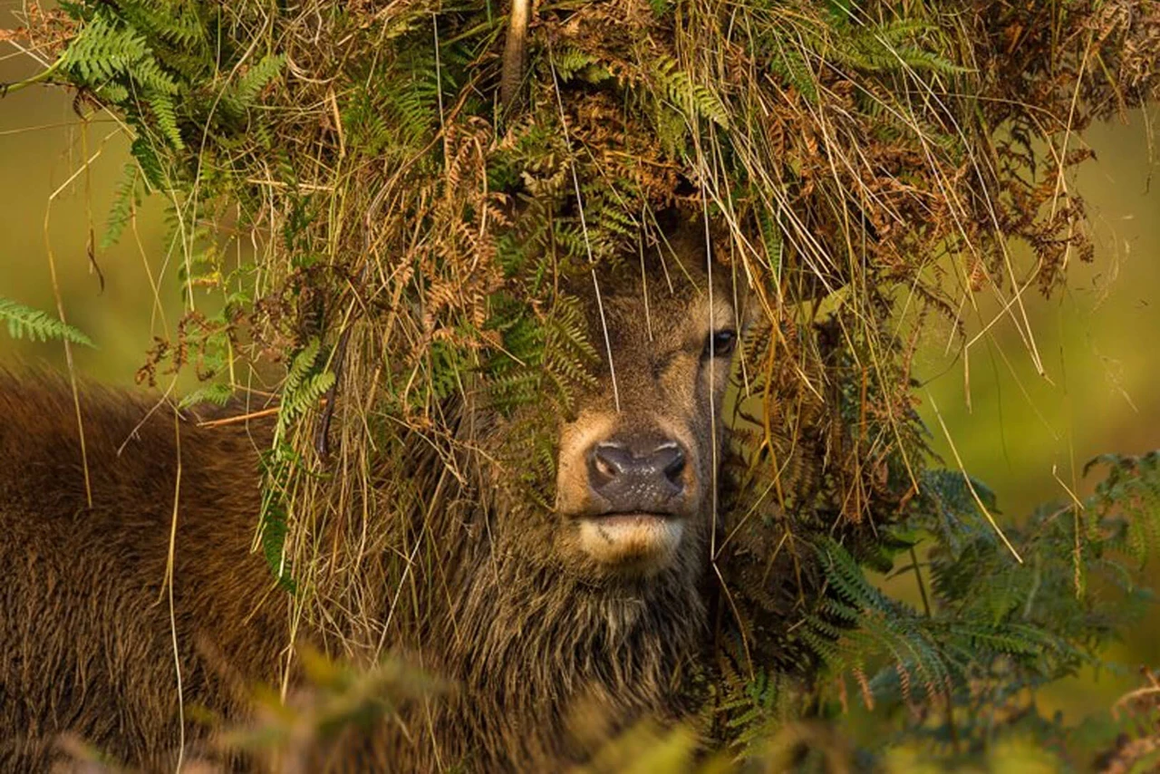 Stag with headdress | Image credit: Jules Cox