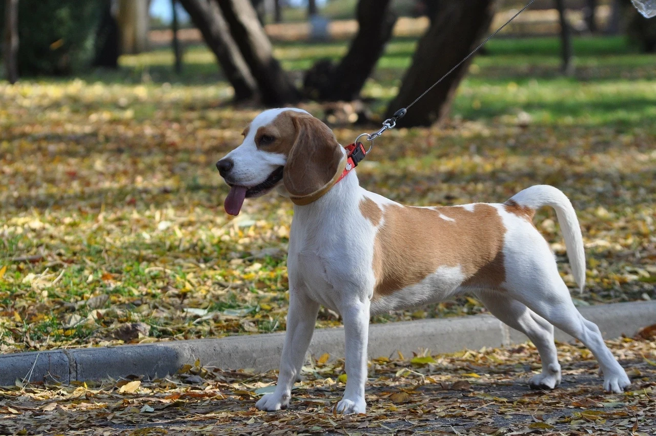 Beagle on a lead