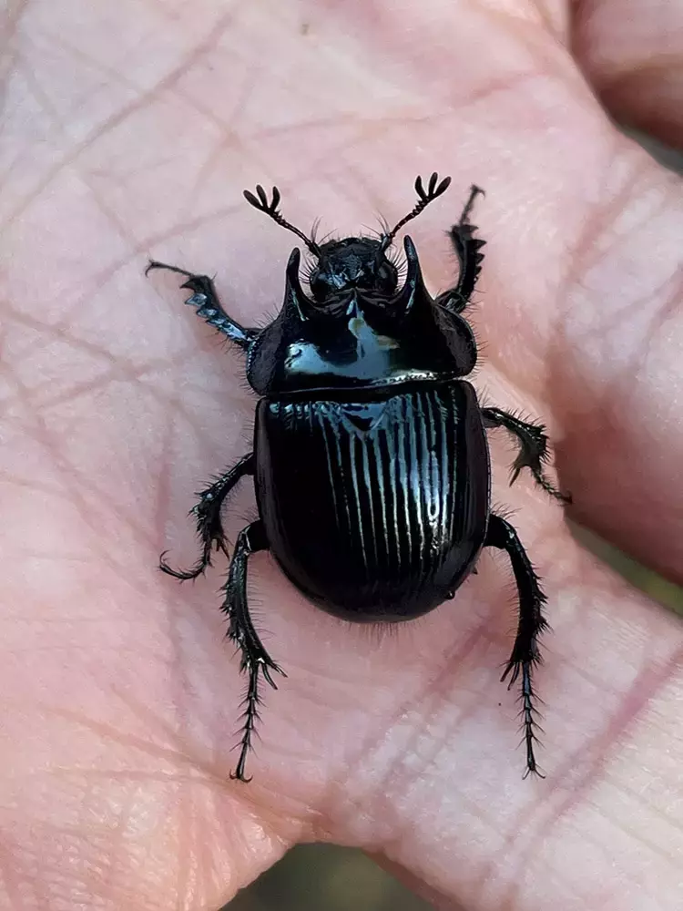 Minotaur dung beetle