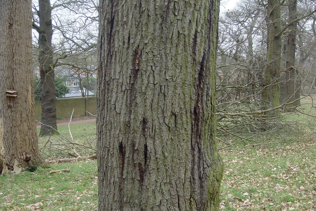 Acute oak decline