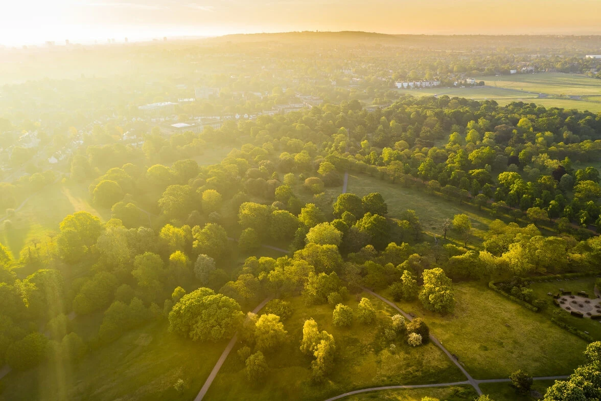 Aerial view of the trees in Greenwich Park