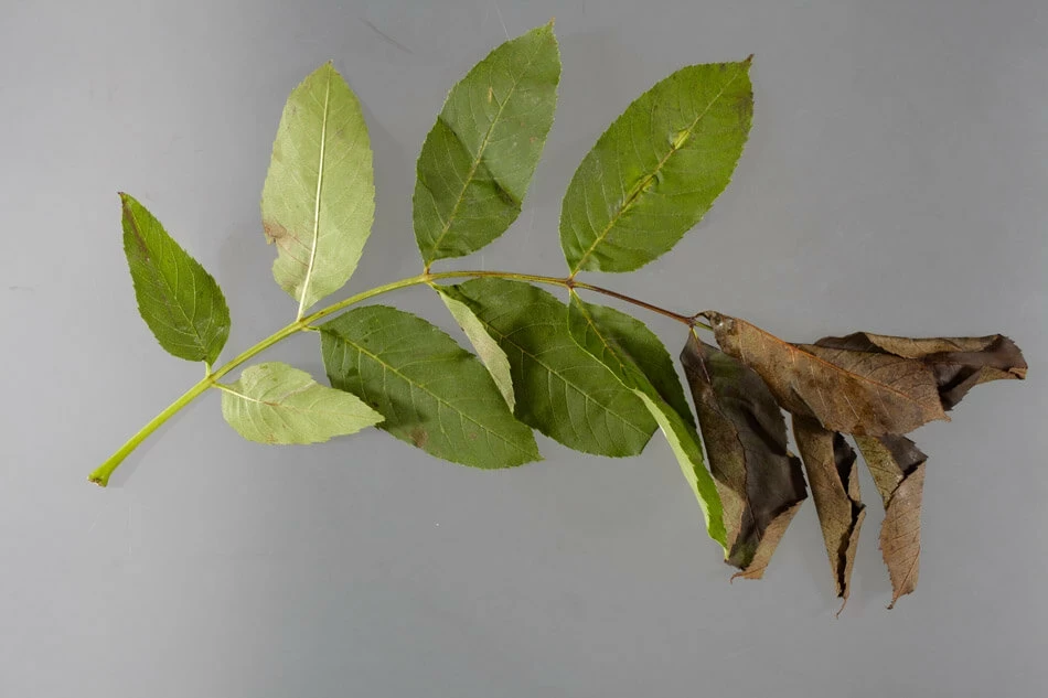 Future threats - Chalara ash dieback