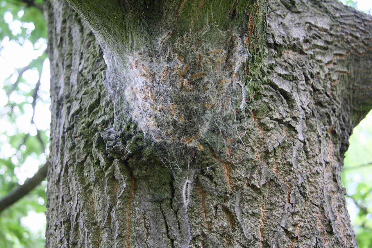 Oak processionary moth