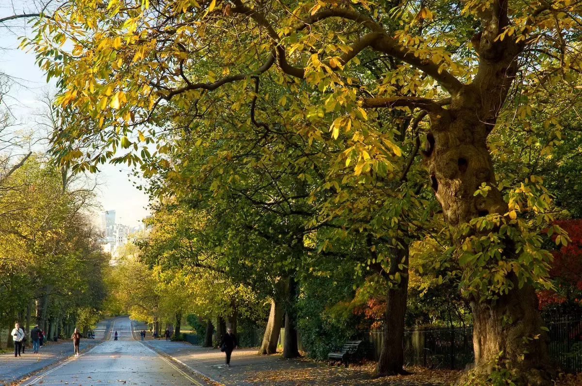 The Avenue in Greenwich Park in autumn