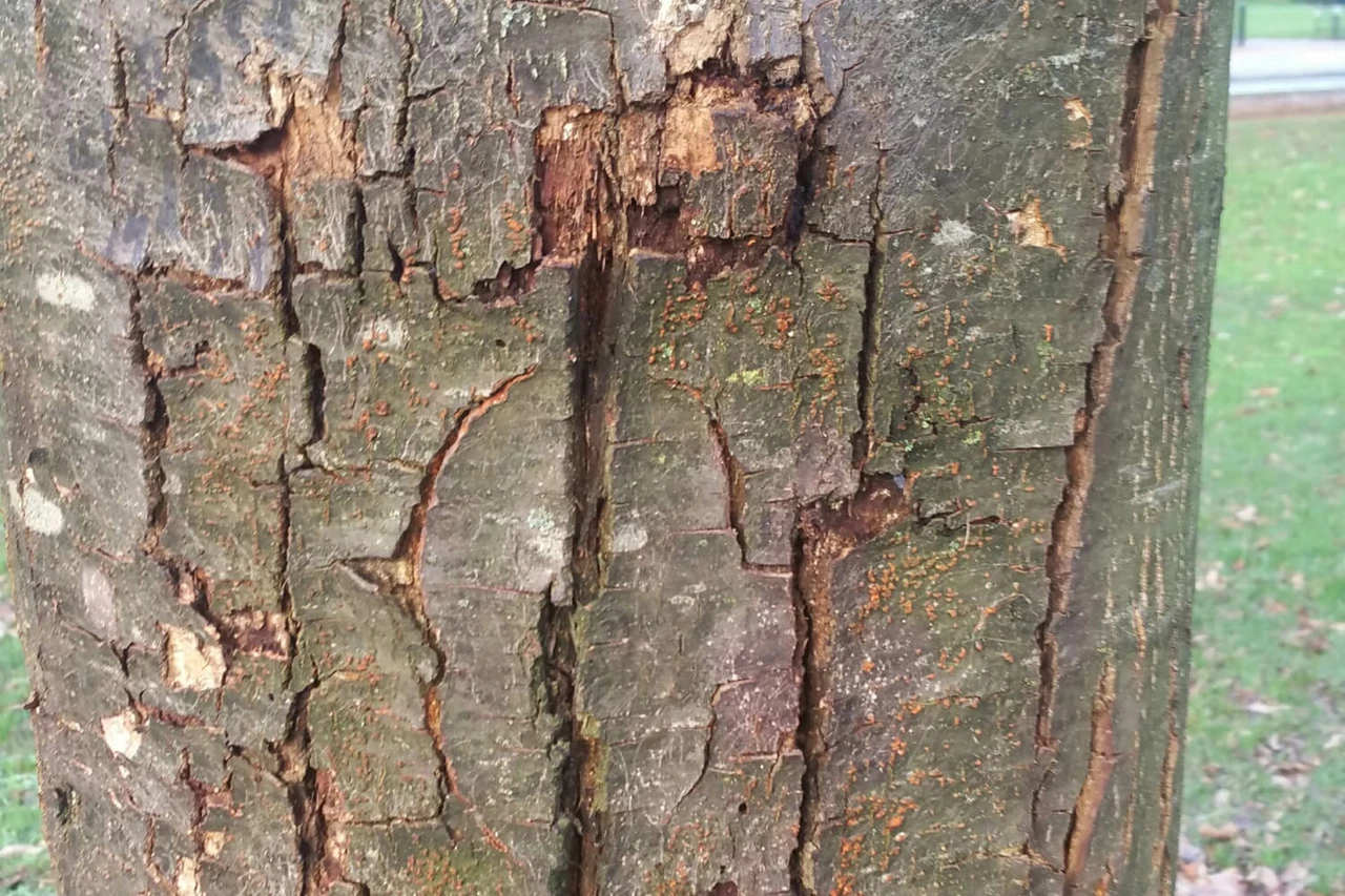 Sweet chestnut blight