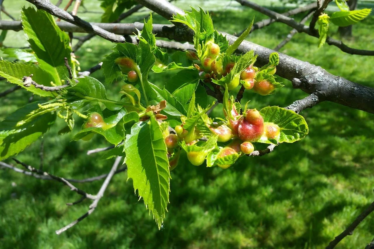 Oriental chestnut gall wasp