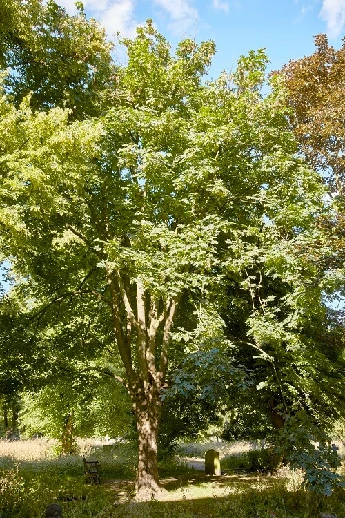 Big leaf maple tree