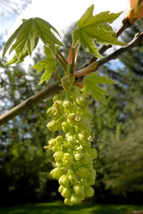 Big leaf maple - Flowers