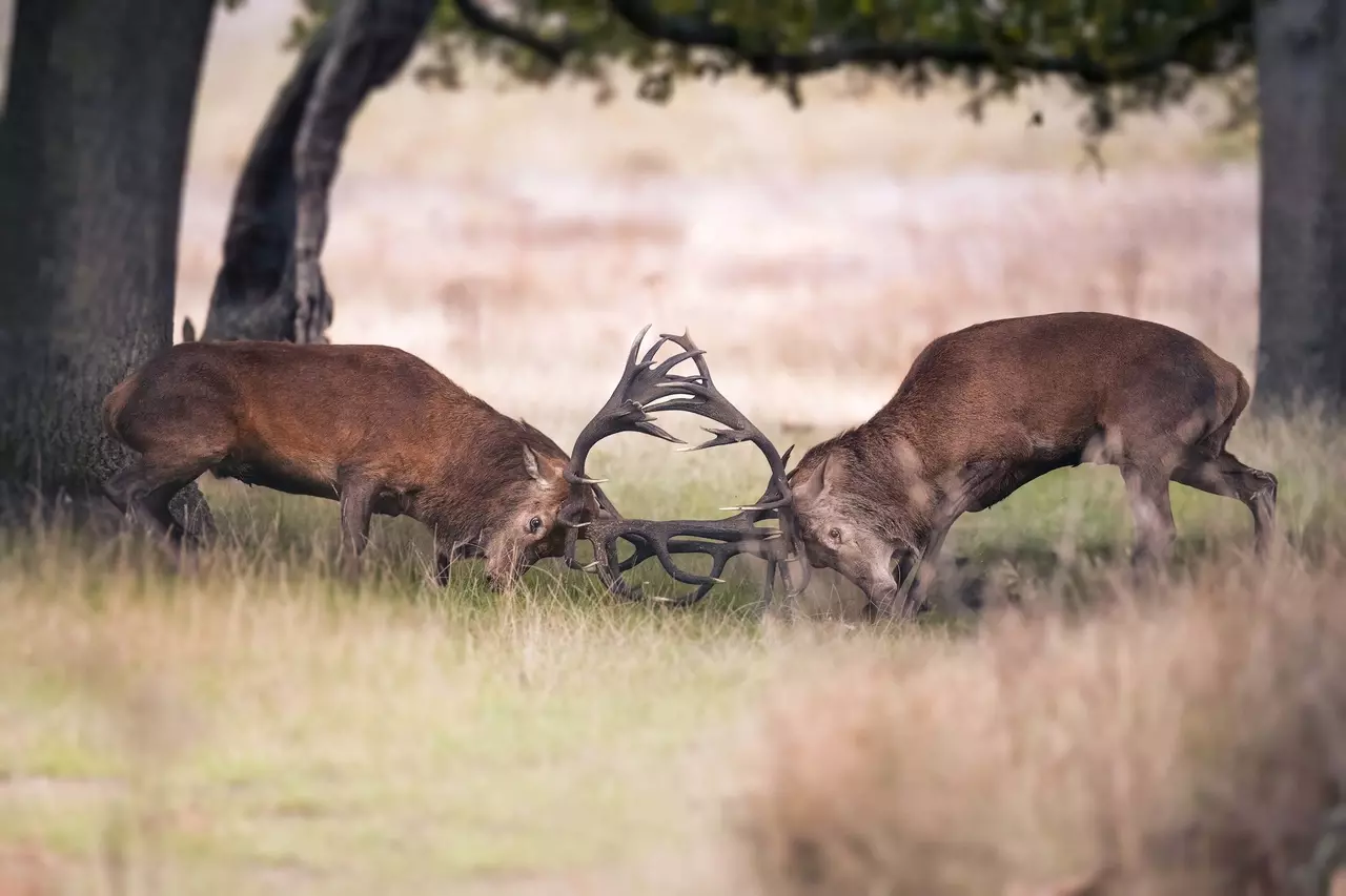 Stags locking antlers during the rut